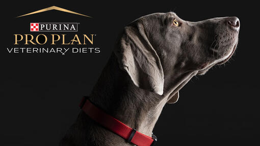 Pro Plan Vet diets dog