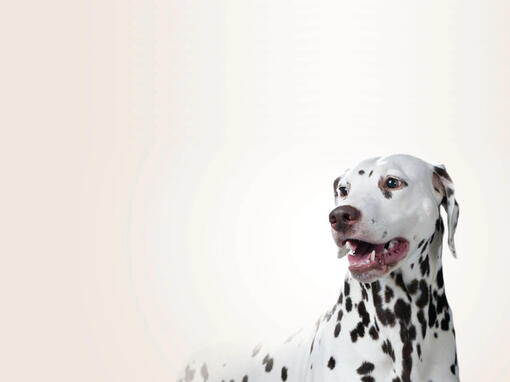 PURINA ONE 400 Error Banners 1139 x 854px