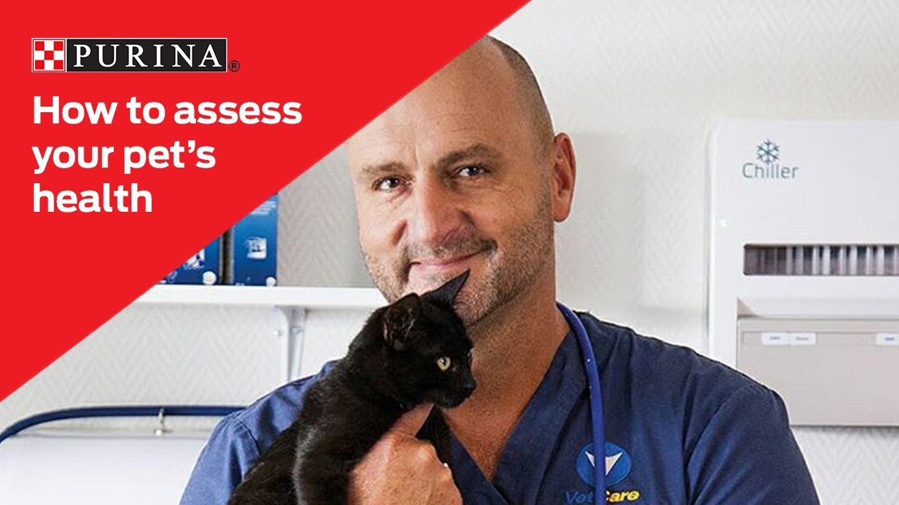 How to asses your pet's health at home | Purina New Zealand