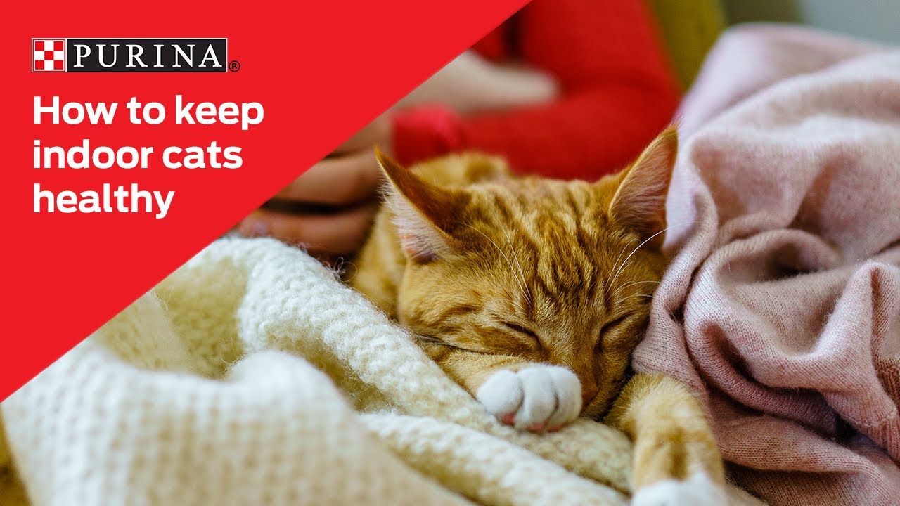 How to keep indoor cats happy and healthy | Purina New Zealand