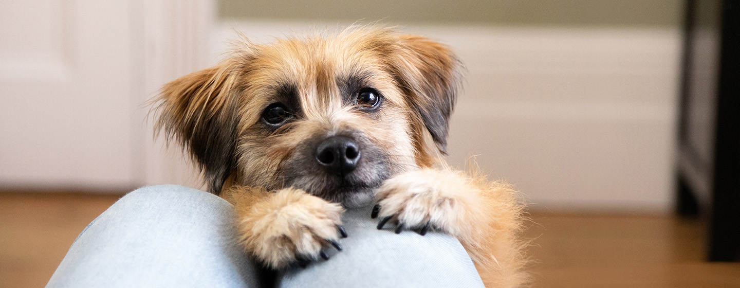 8 Products to Help Ease Separation Anxiety in Dogs