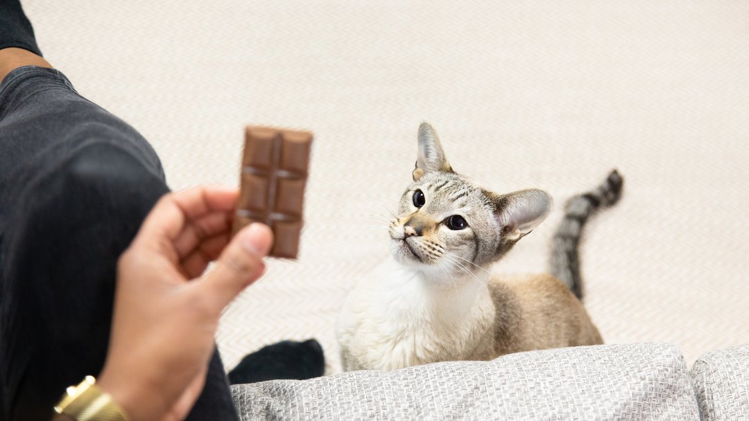 Light furred kitten looking at a chocolate bar.