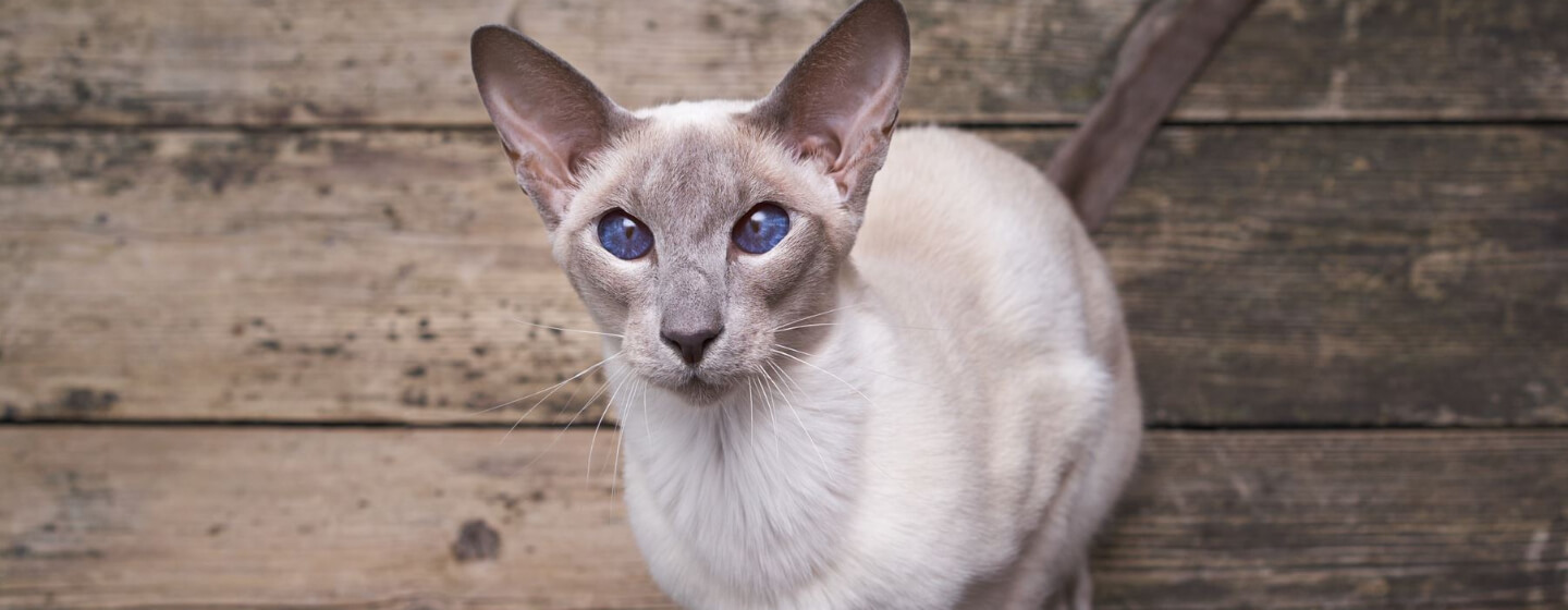 Oriental white cat lying on wooden floor