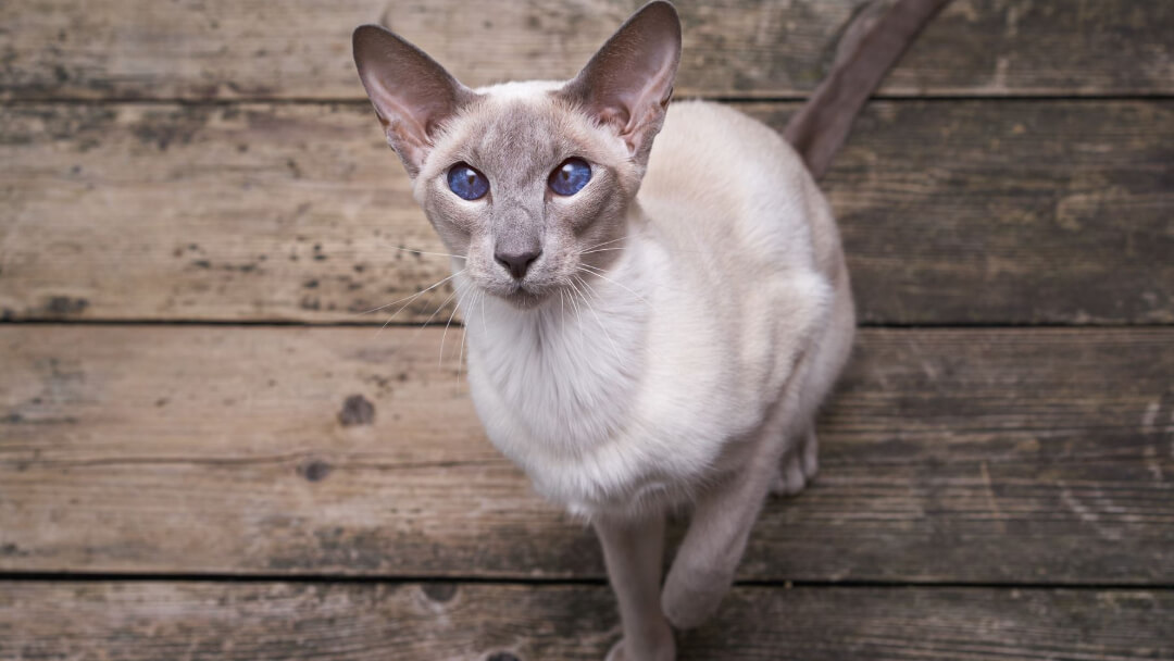 Oriental white cat lying on wooden floor