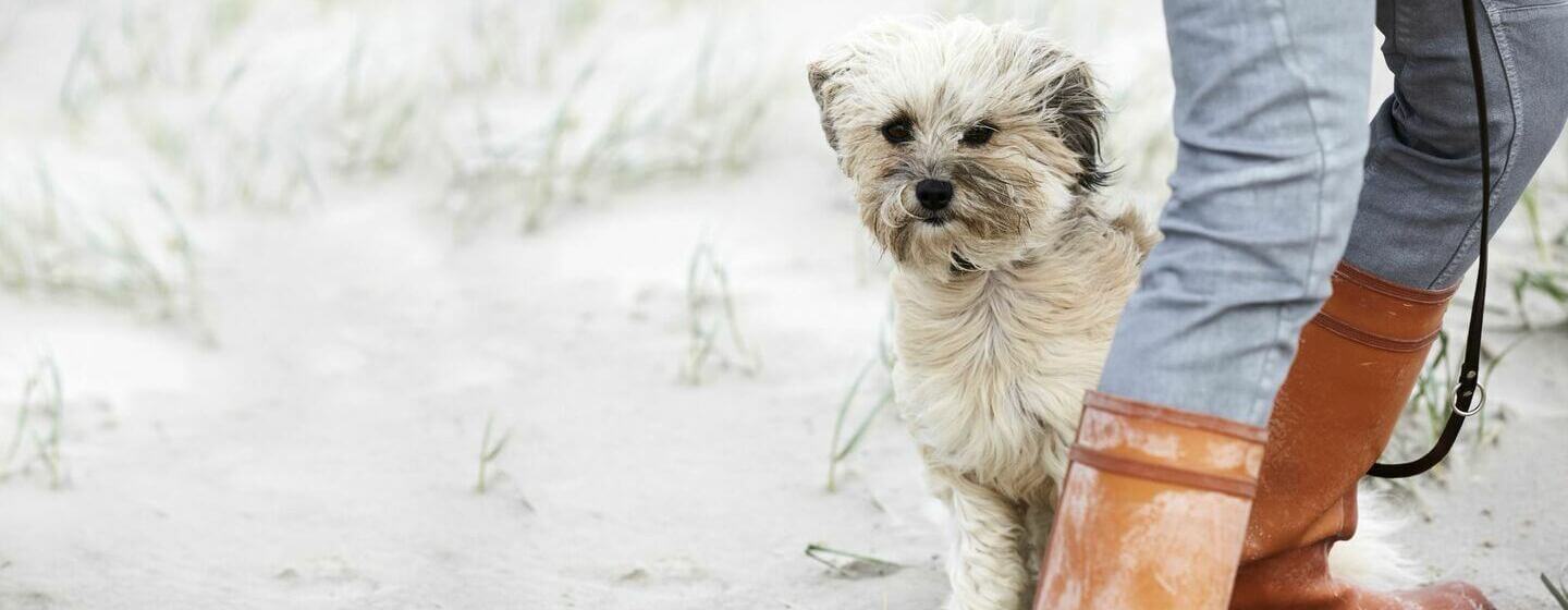 White Tibetan Terrier on the beach in the wind.