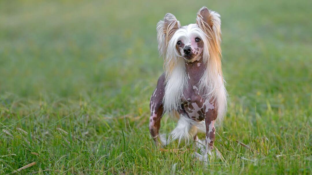 White and brown Chinese Crested dog running through the grass.