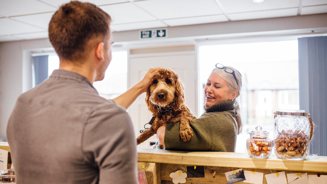 Hypopallergenic brown dog being held and stroked