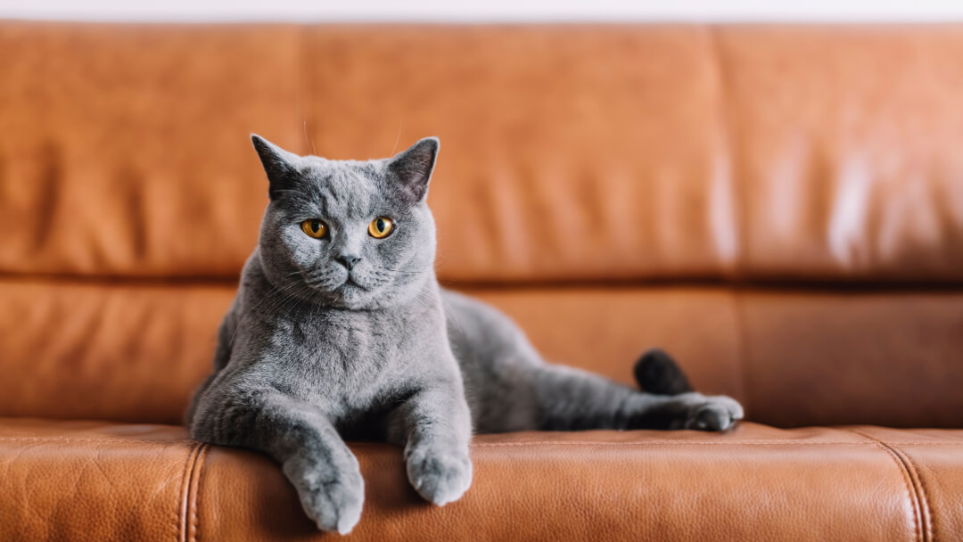 British shorthair cat lying on brown leather sofa