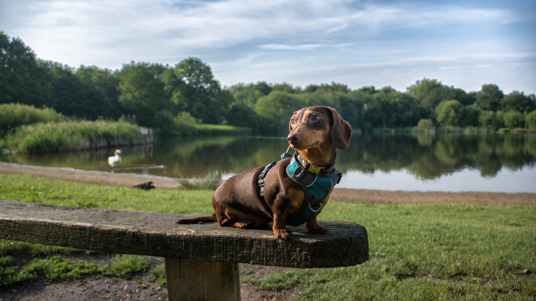 Dachschund in park