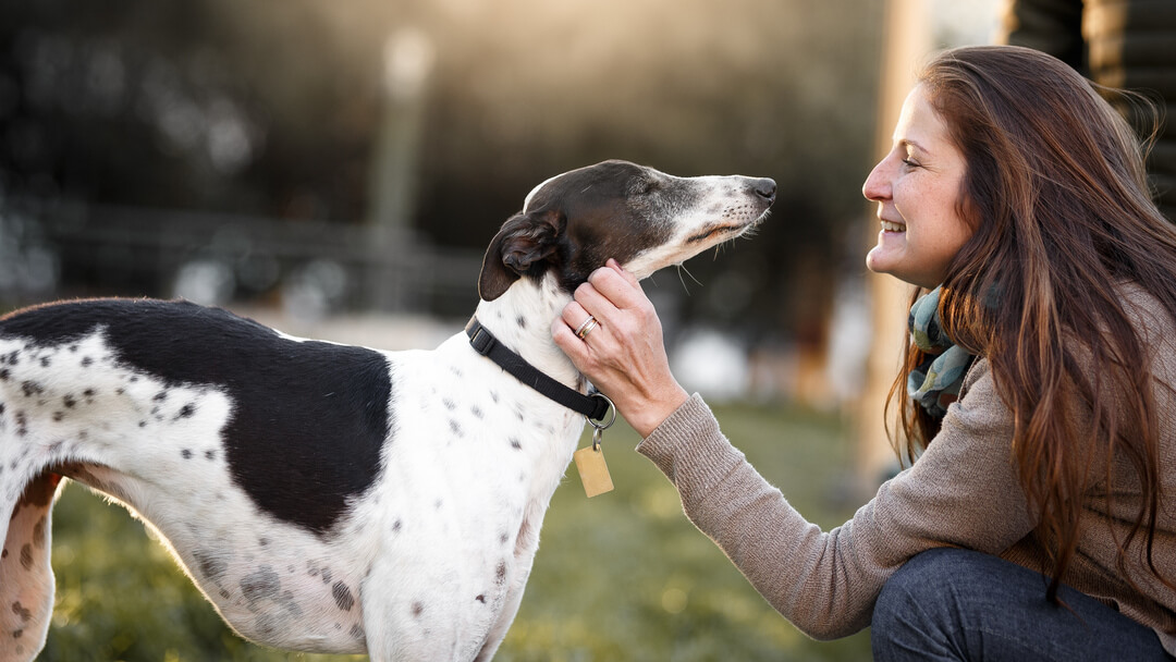 Black and white Whippet with low shedding being stroked by owner 