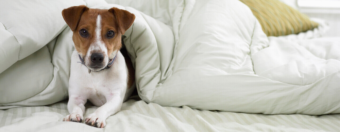 Jack Russell Terrier in bed under the sheets