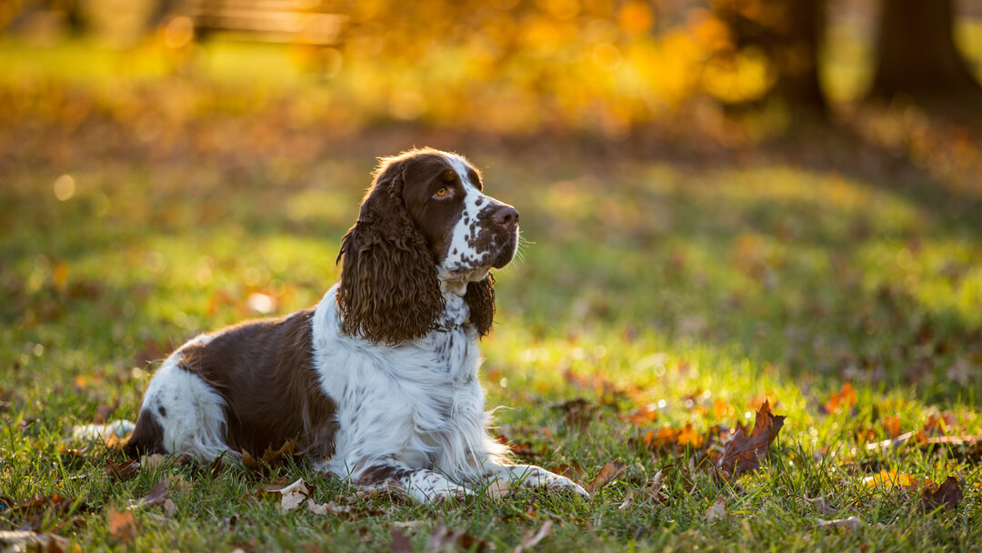 English Springer Spaniel sitting on grass in autumn