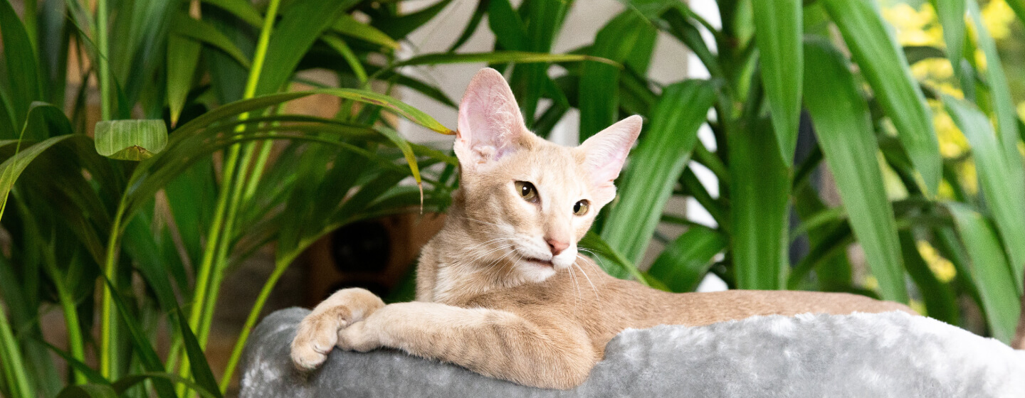 Cat lounging next to house plants