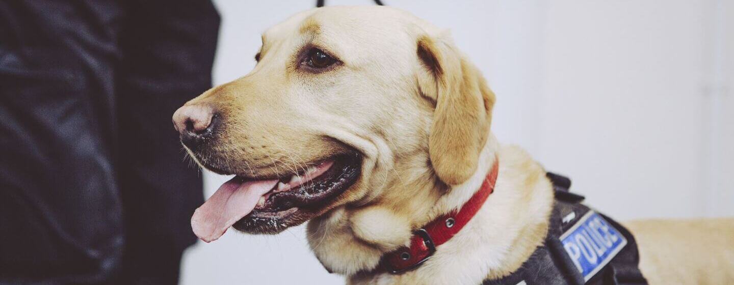 Golden Labrador with red collar and Police harness.