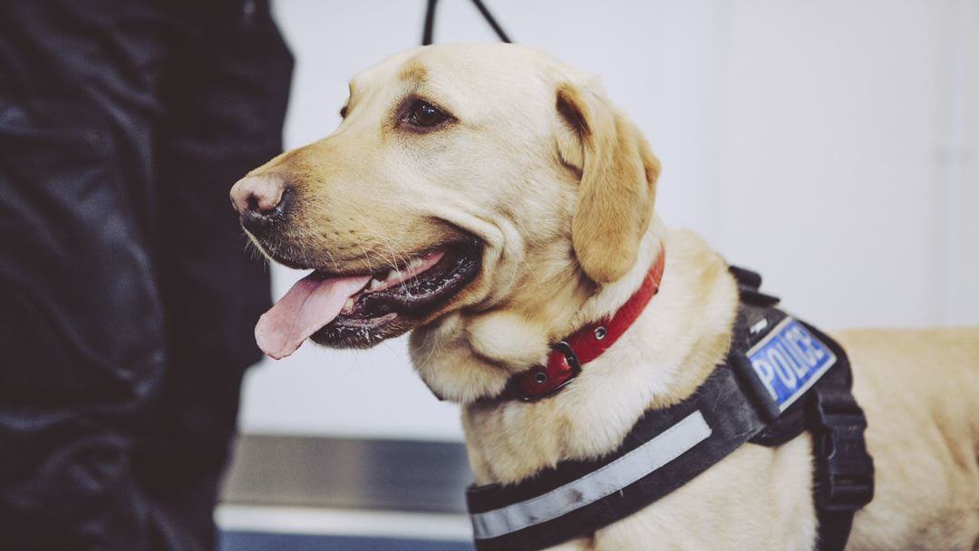 Golden Labrador with Police harness in action