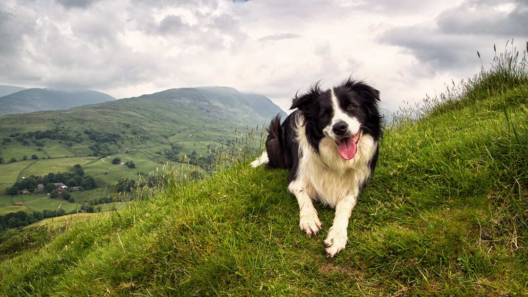 Border Collie sitting on top of a mountain with tongue out.