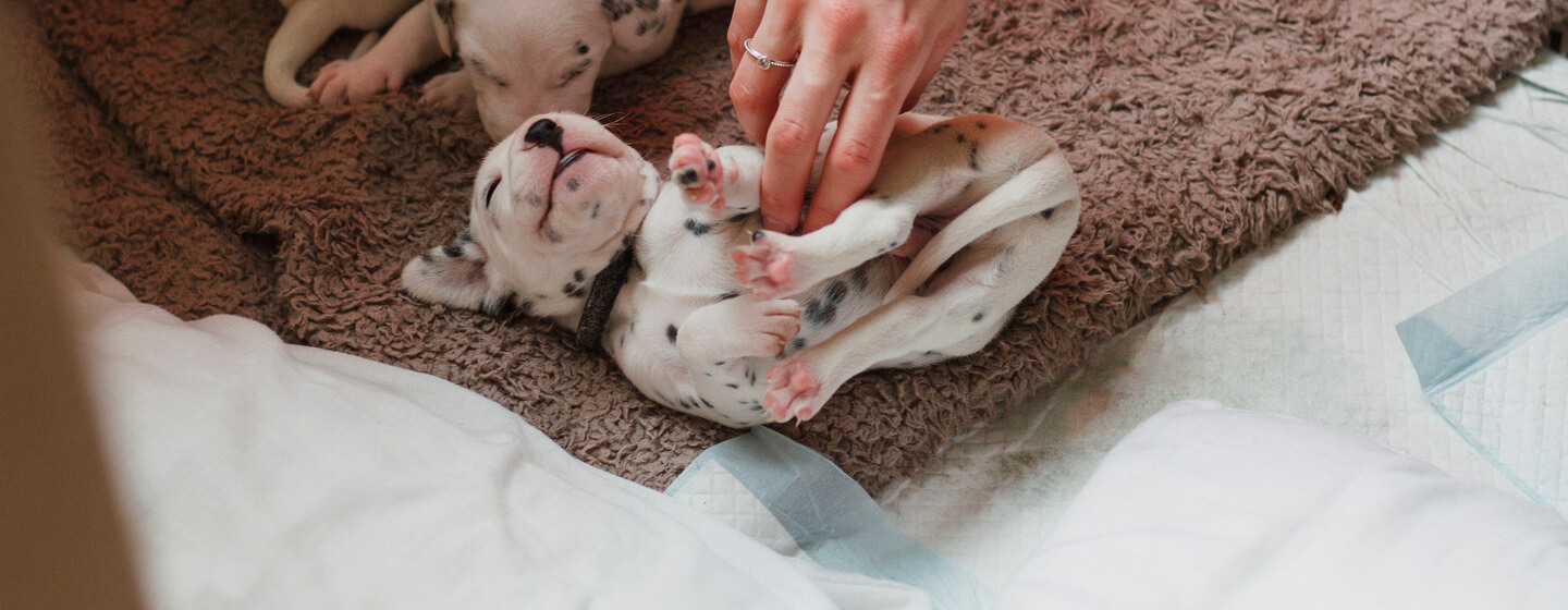 Dalmatian puppies having belly tickled.