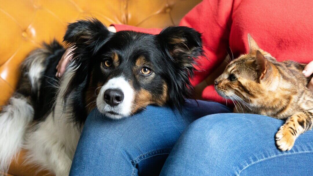 Should I Get A Cat Or Dog? Find Out Which Suits You | Purina