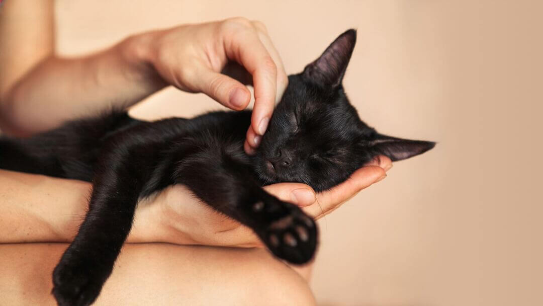 Black kitten in owners hands asleep.