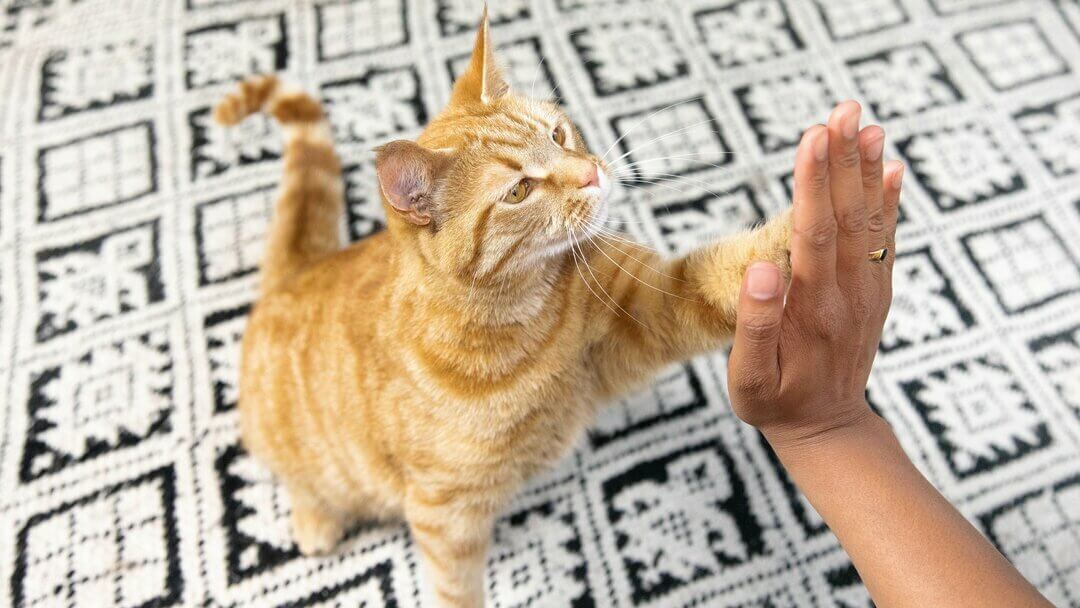 Playful unique cat giving a high five to owner