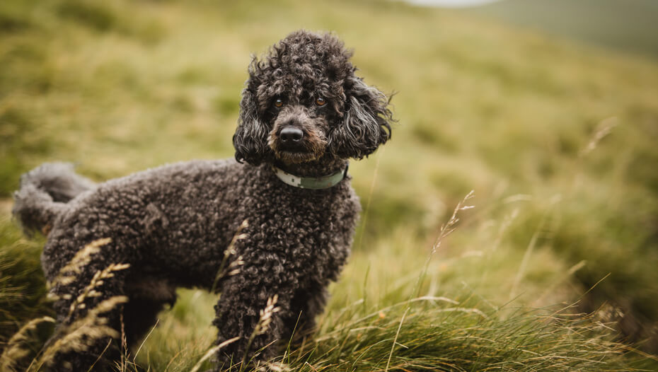 Dog staring into field