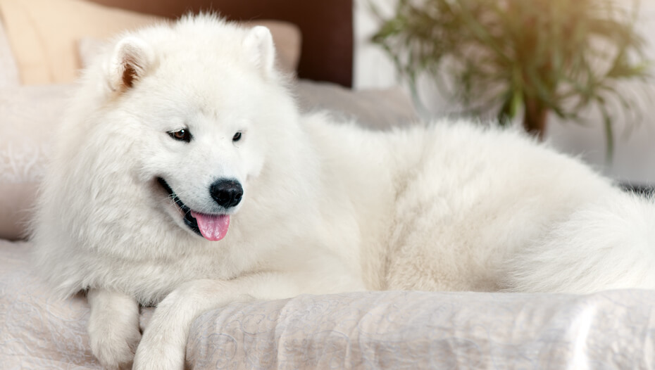 Fluffy white dog on sofa