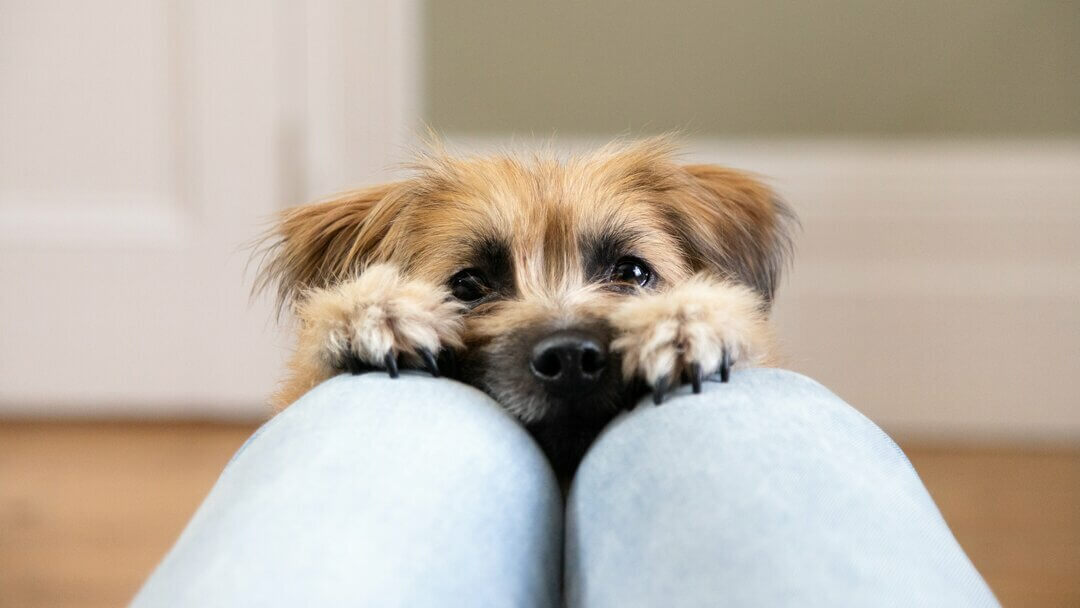 Tiny dog breed reaching for owner's legs