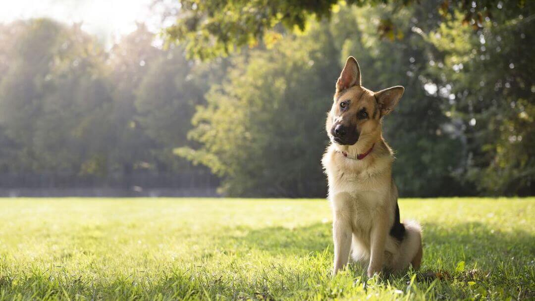 Top 5 Smartest Dog Breeds | Purina New Zealand
