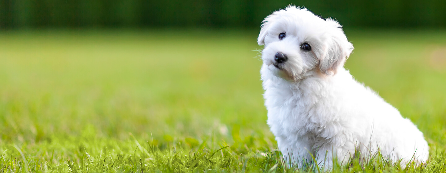 Toy Dog Breeds Sizes Personality