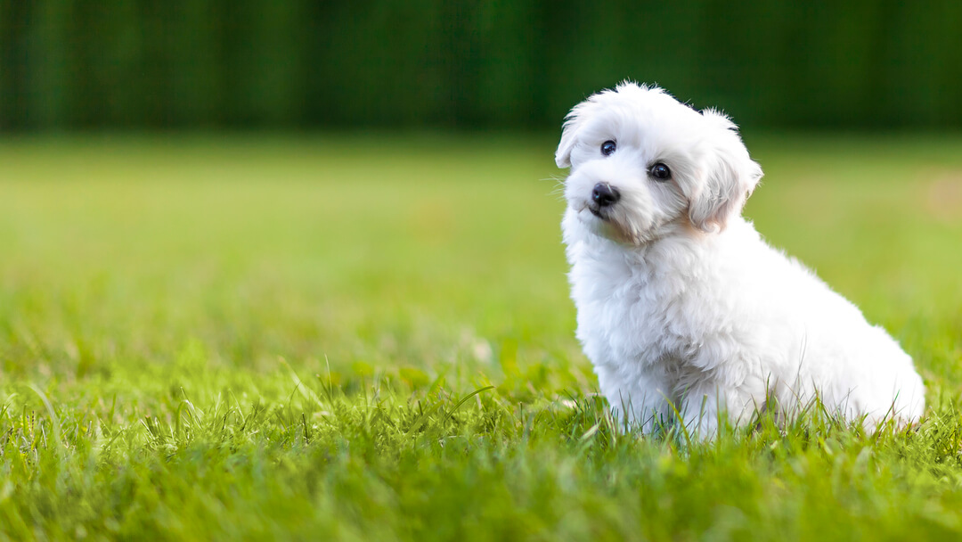 Fluffy white toy poodle on green grass