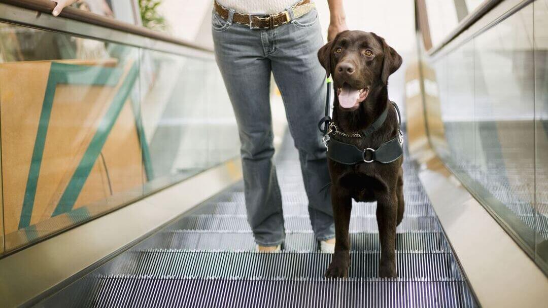Chocolate Labrador on escalator with tongue out.