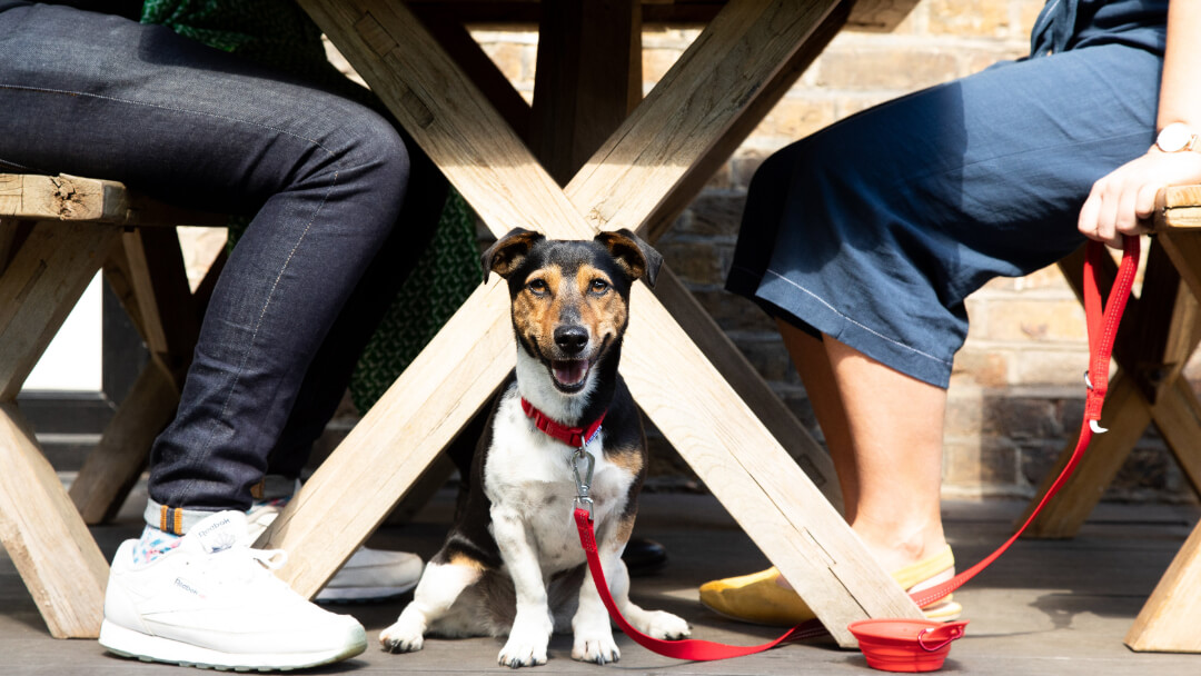 Dog sat under table