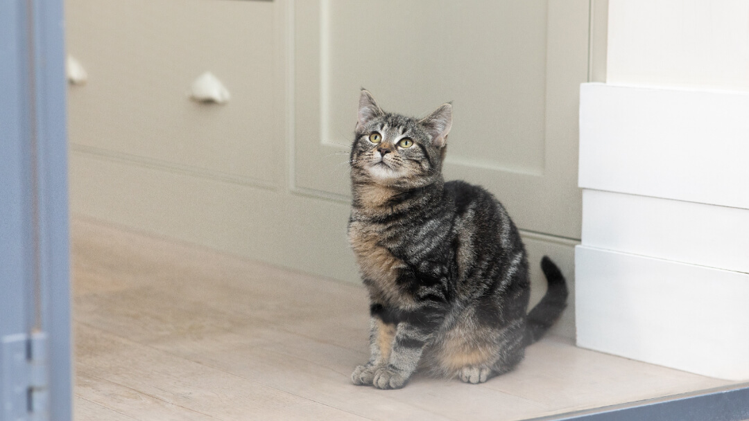 Tabby Cat: Breed Profile, Characteristics & Care