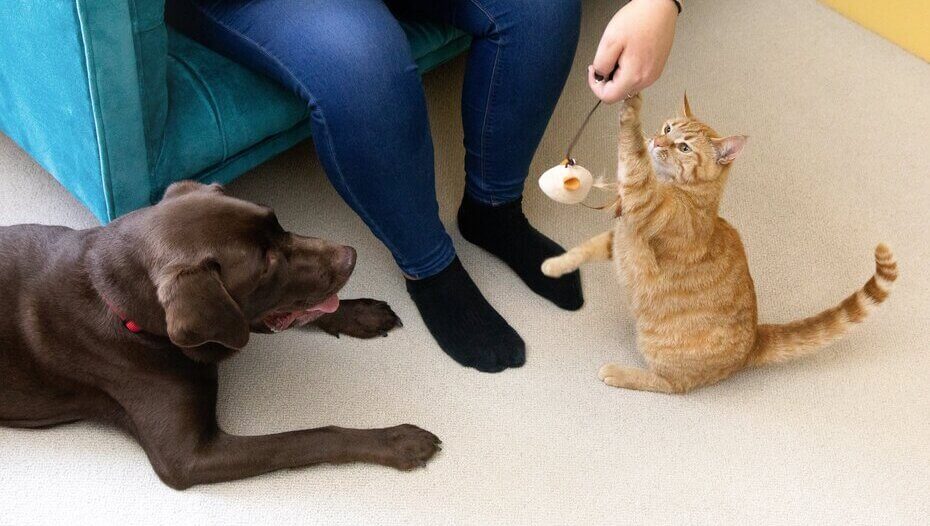 Chocolate Labrador and light furred cat playing indoors.