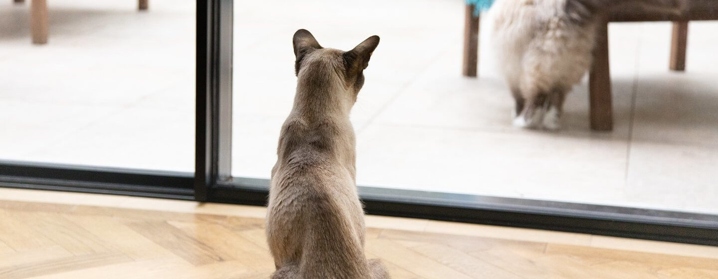 Grey cat looking out the window at another cat