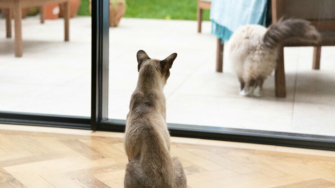 Grey cat looking out the window at another cat