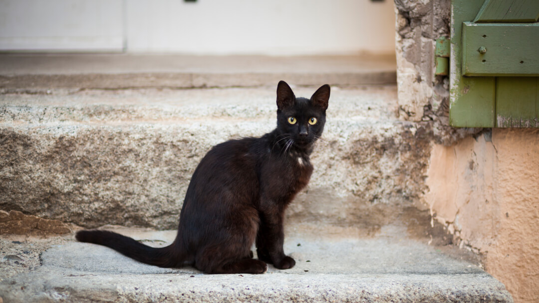 Black Bombay cat sitting on a step