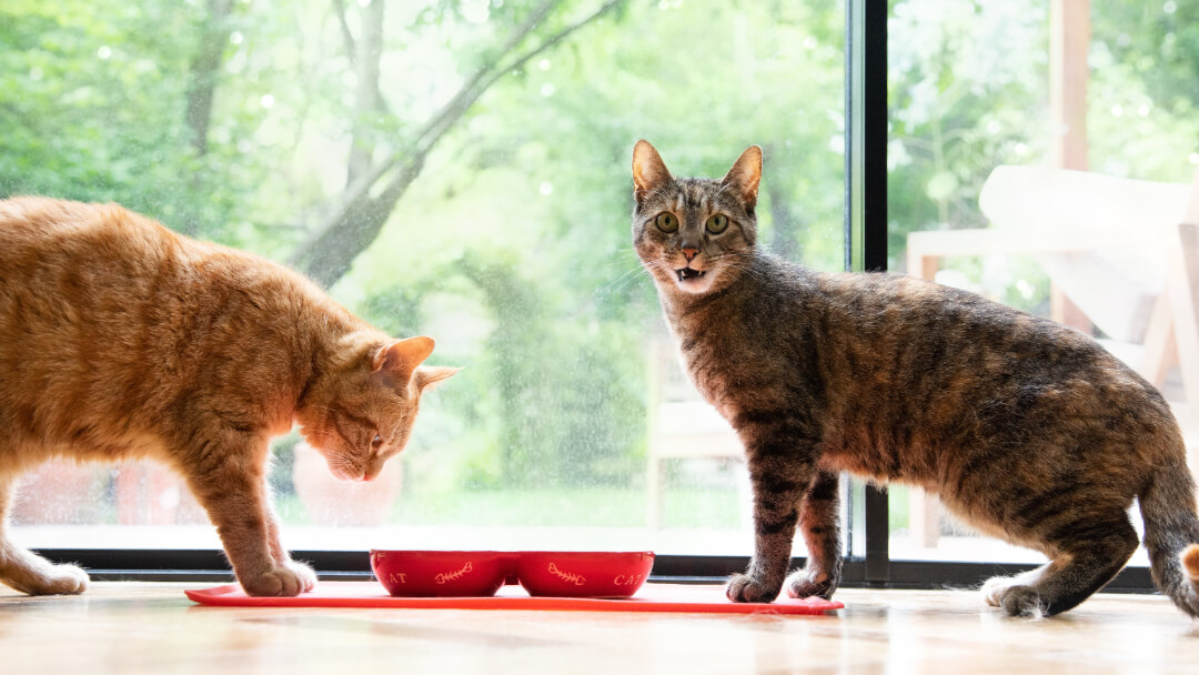 Big cat breed eating from bowl
