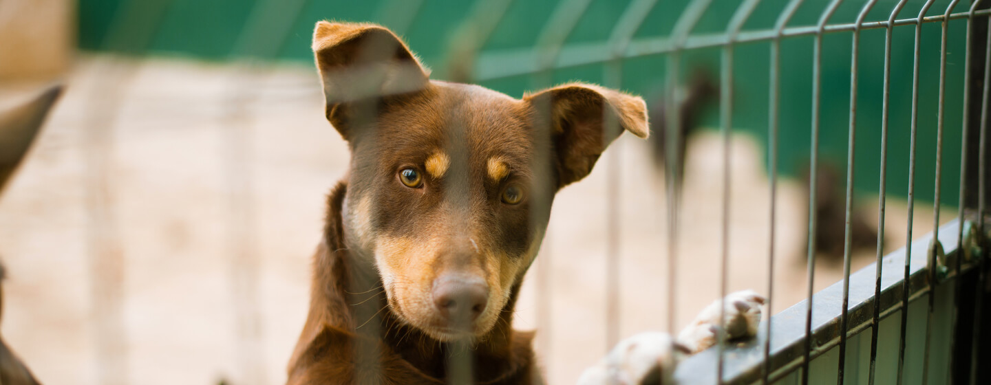 dog standing against a kennel fence