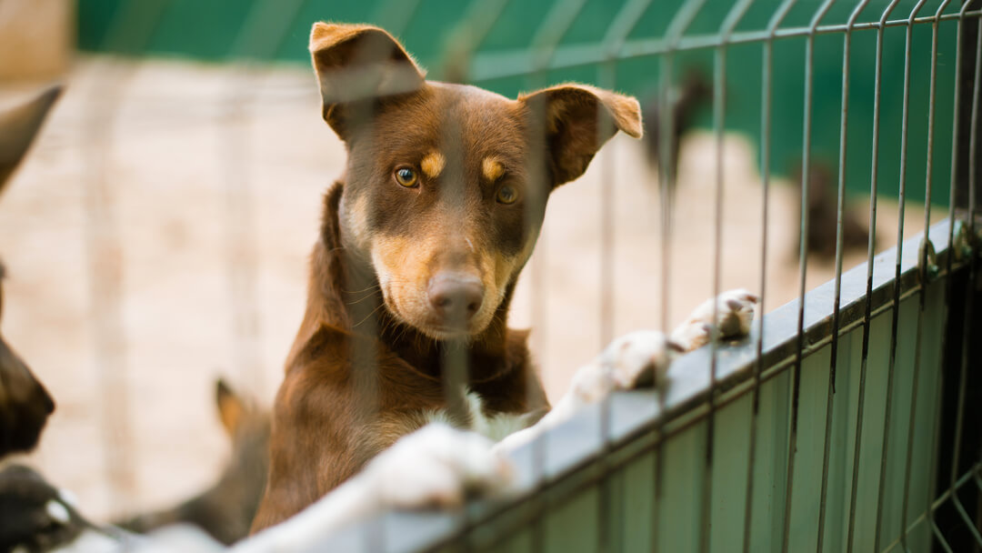 Dog standing against a kennel fence, coughing symptoms