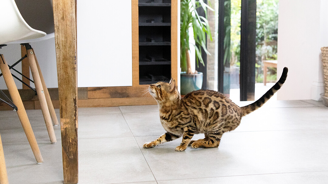 Aggressive Cat in ready to jump posture