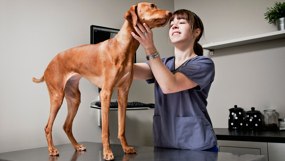 Caramel coloured dog being inspected on vet table