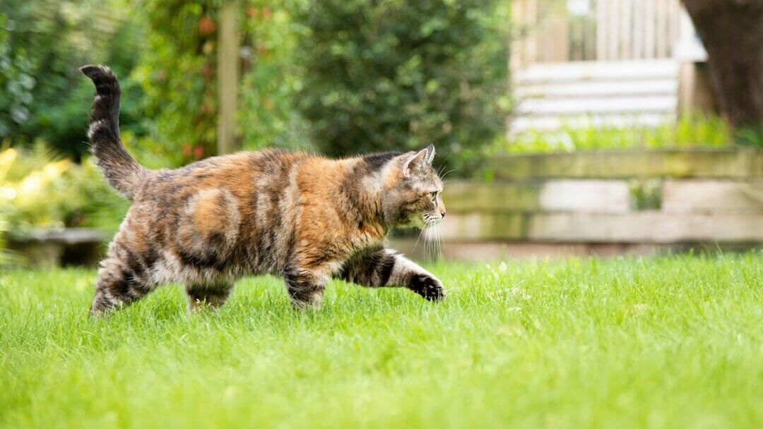 Dark brown, patchy cat with long whiskers walking through the grass