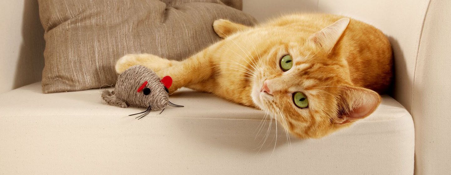 Mouse for Cats on the App Store