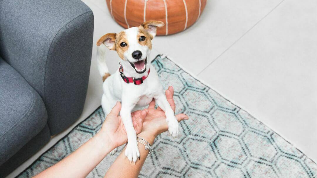 Excited puppy Jack Russell Terrier playing with owner.