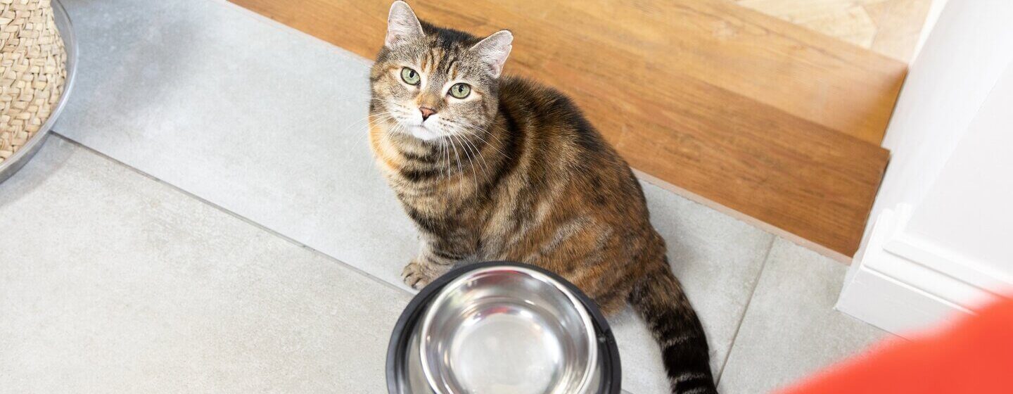 Dark brown cat looking up at empty food bowl.