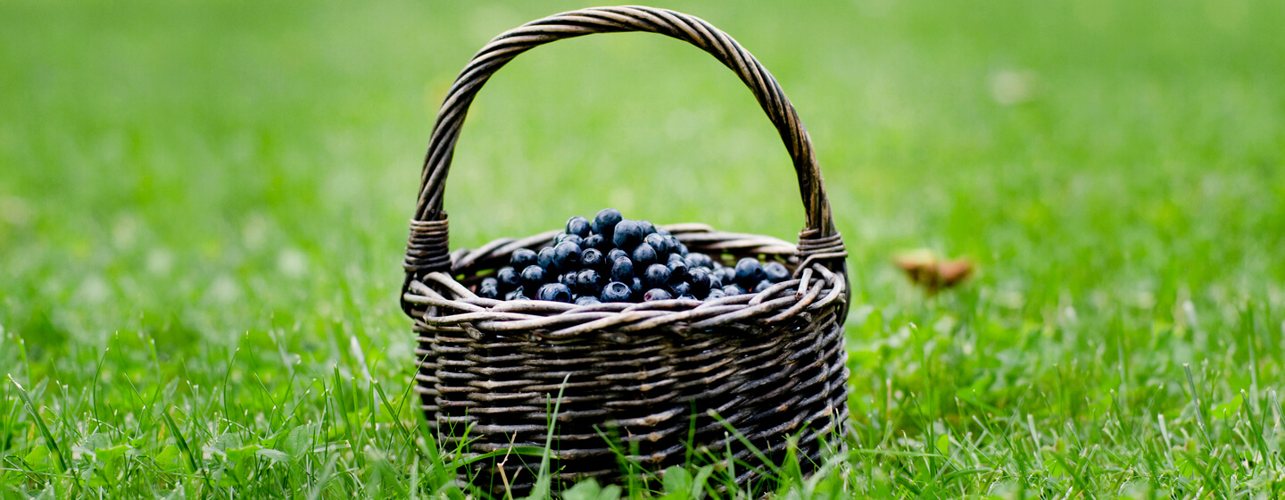 Basket of blueberries in a field