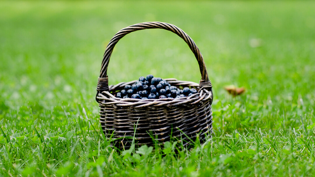 are blueberry toxic to dogs