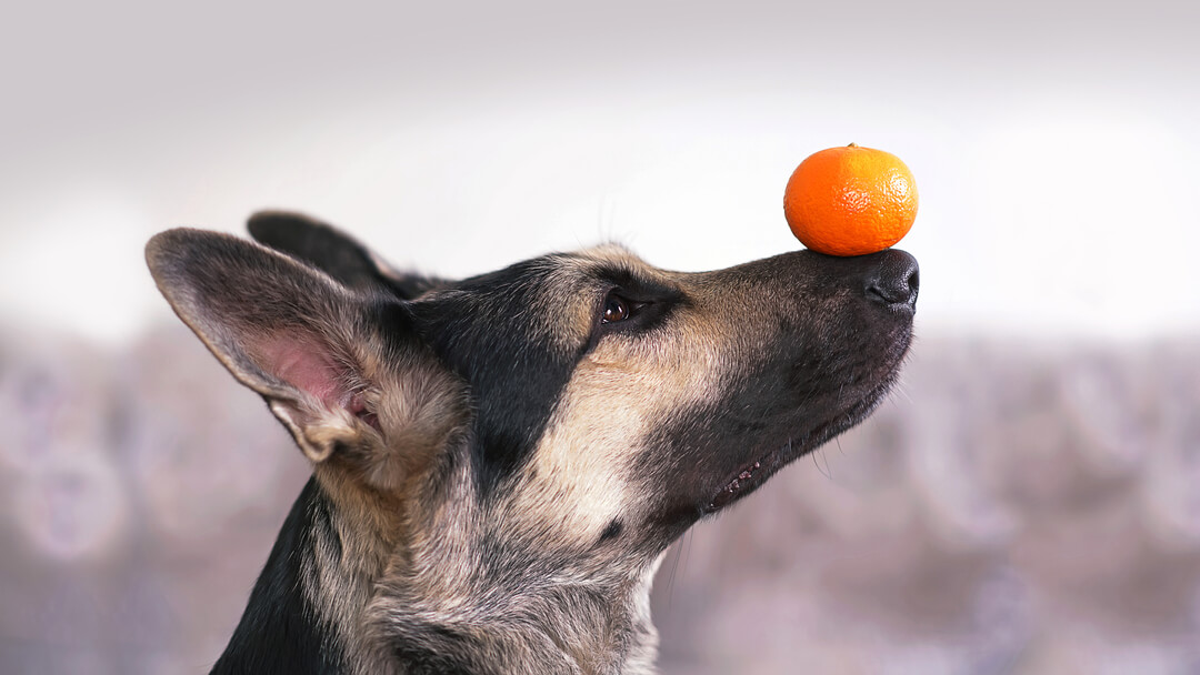 Dog balancing an orange safely on nose