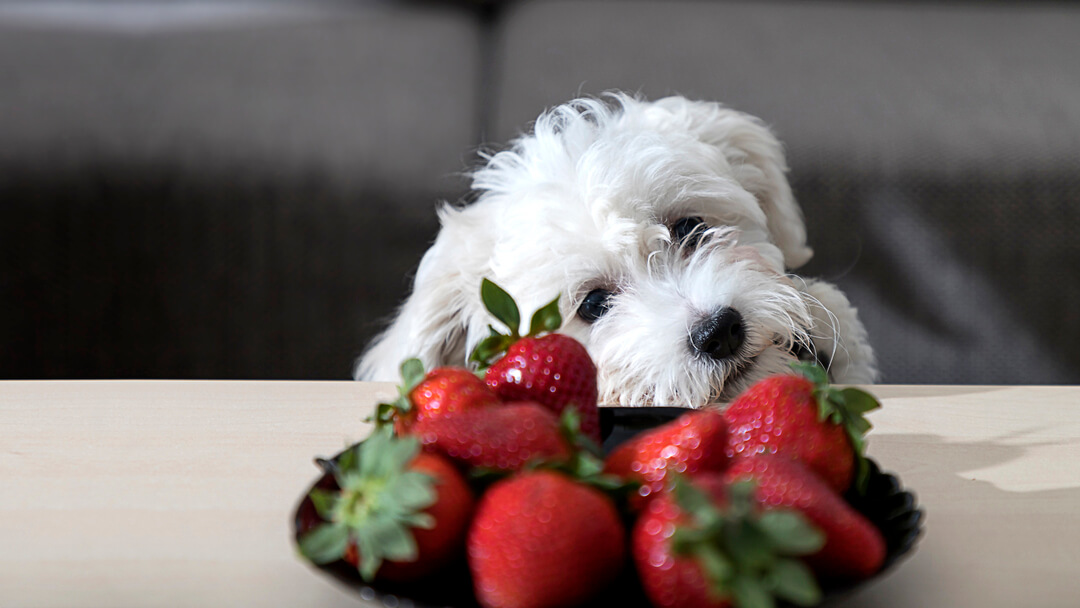 Can French Bulldogs Eat Strawberries  